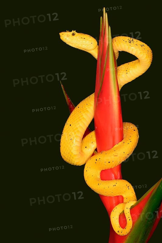 Highland Eyelash pitviper (Bothriechis schlegelii) rolled up around a flower, Costa Rica, Central America