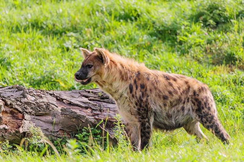 An adult Spotted Hyena (Crocuta crocuta) or Laughing Hyena runs next to a rotten log across a meadow in beautiful light