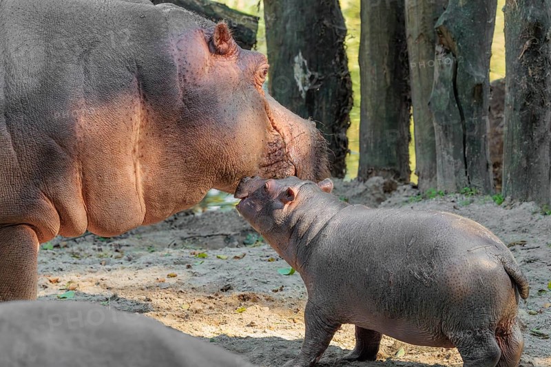 A baby hippopotamus (Hippopotamus amphibius) and its mother standing on a sandy riverbank in an enclosure