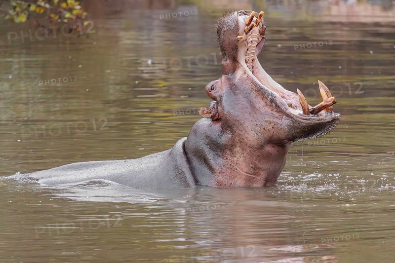 An adult hippopotamus (Hippopotamus amphibius) standing in shallow water with its mouth wide open