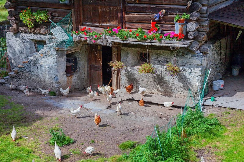 Chicken in the yard. Historical centre, Chiavenna, Valtellina, Lombardy, Italy, Europe