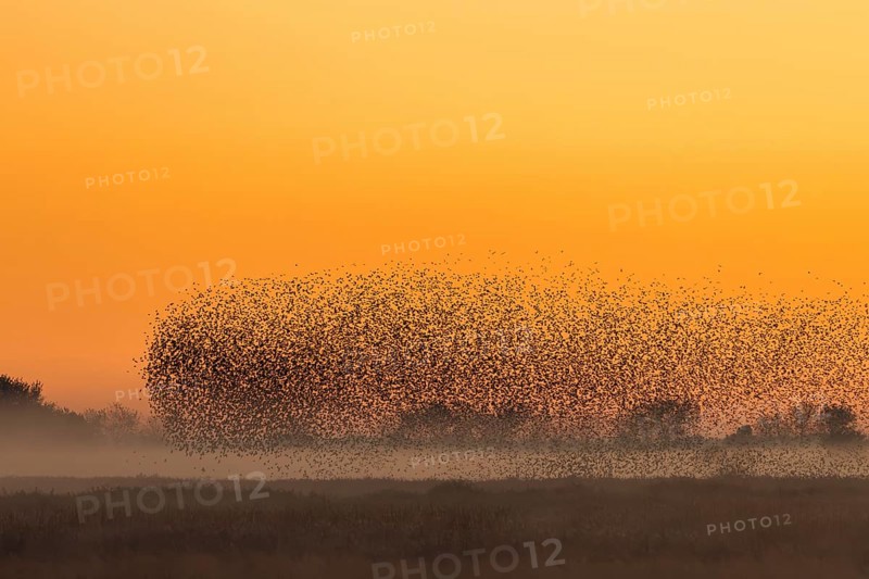 European starling murmuration, large flock of common starlings (Sturnus vulgaris) flying and landing in reedbed to roost, silhouetted against sunset