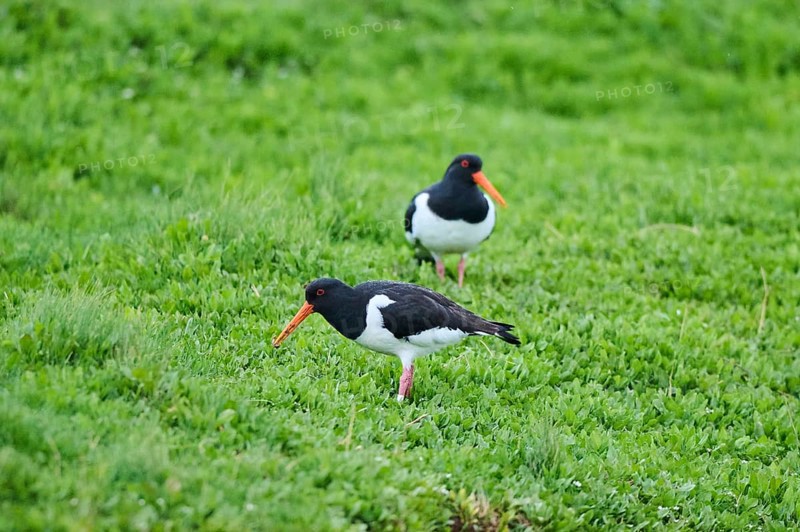 Eurasian oystercatcher (Haematopus ostralegus) on a meadow, wildlife, Helgoland, Germany, Europe