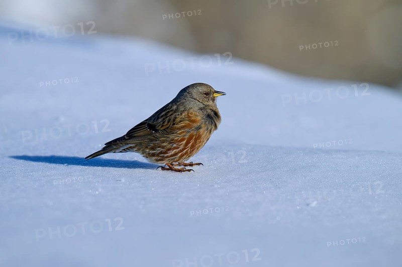 Alpine accentor (Prunella collaris), standing on a snowy surface on a cold day, Gemmi Pass, Leukerbad, Leuk, Valais, Switzerland, Europe