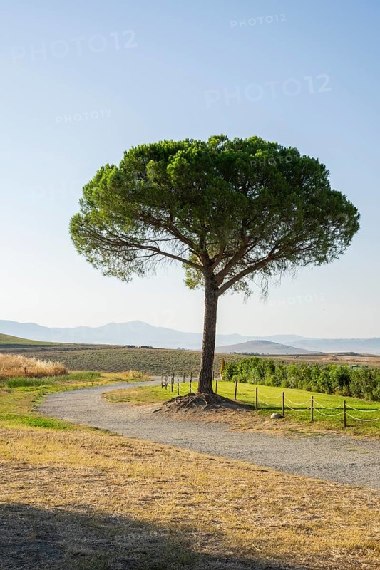 Single tree (Scots Pine) growing beside a little Road, Tuscany, near Cappella della Madonna di Vitaleta, Tuscany, Italy, Europe