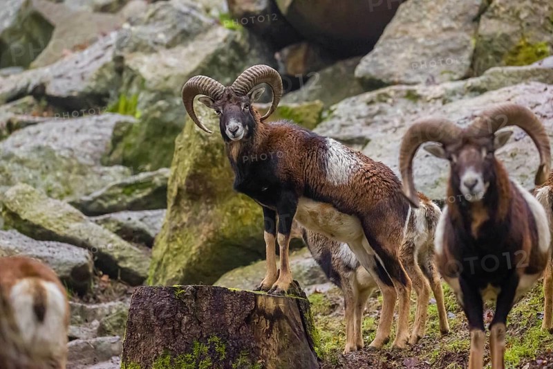Two male European mouflons (Ovis aries musimon) stand on a rocky slope