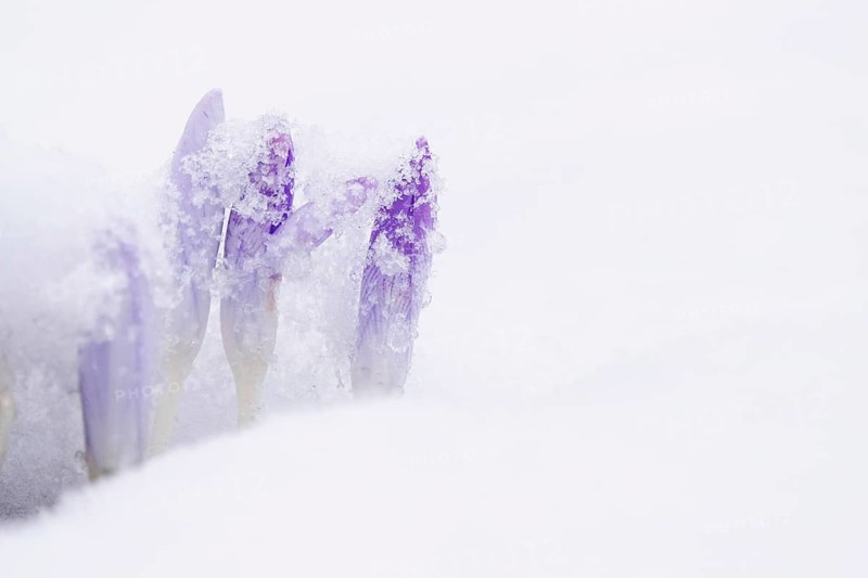 Crocuses with snow, February, Germany, Europe