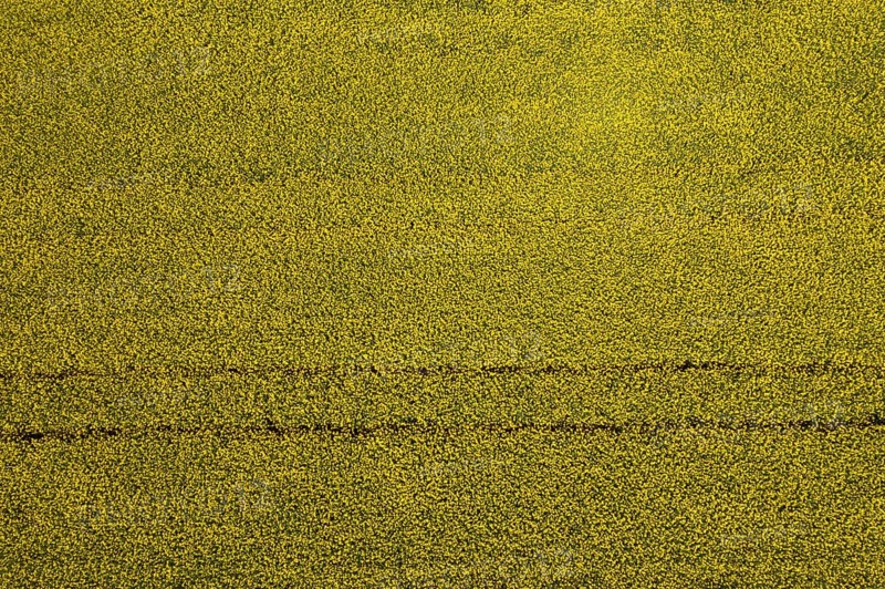 Drone image of a rape field in summer, from above, agricultural landscape, Innviertel, Upper Austria, Austria, Europe