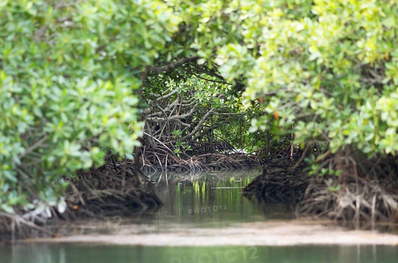 Red mangroves (Rhizophora mangle), Île d'Ambre or Amber Island, Riviere du Rempart region, Mauritius, Africa