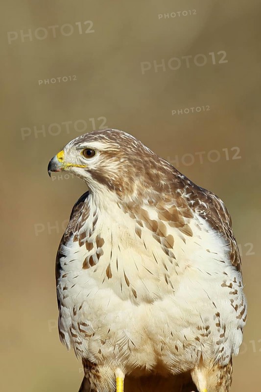 Buzzard (buteo buteo), light-coloured variant, light morph, side view, animal portrait, wildlife, North Rhine-Westphalia, Germany, Europe