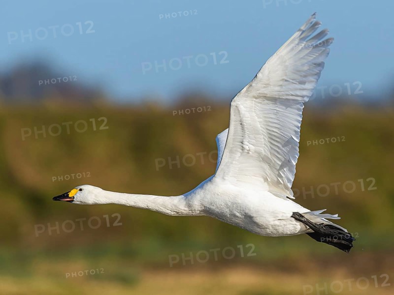 Tundra Swan, Bewick's Swan, Cygnus columbianus in flight at winter in Slimbridge, England, United Kingdom, Europe