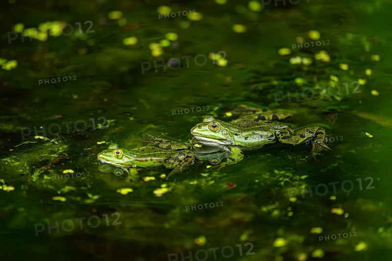 Edible frog (Pelophylax esculentus) in a little lake in the water, Bavaria, Germany, Europe