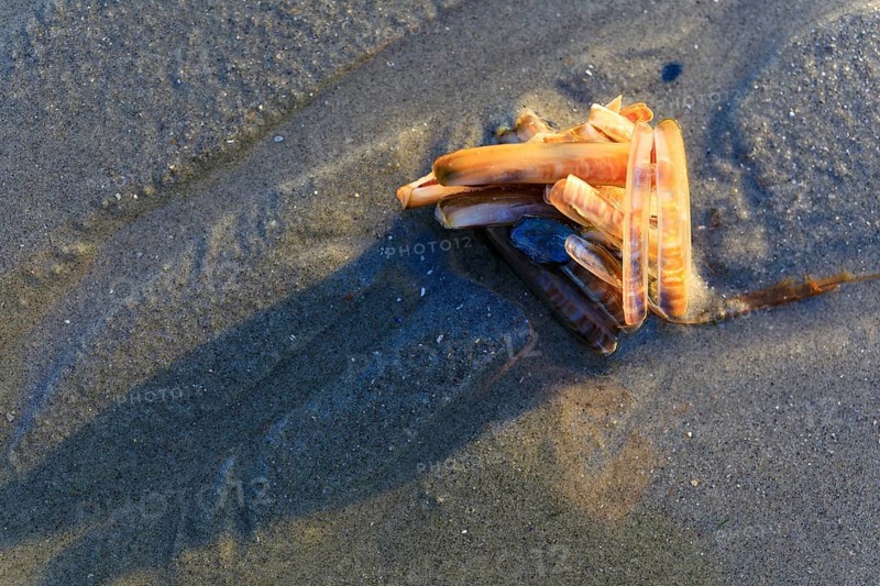 Pile of razor clams (Ensis ensis) on the west beach of Norderney, Lower Saxony, Germany, Europe