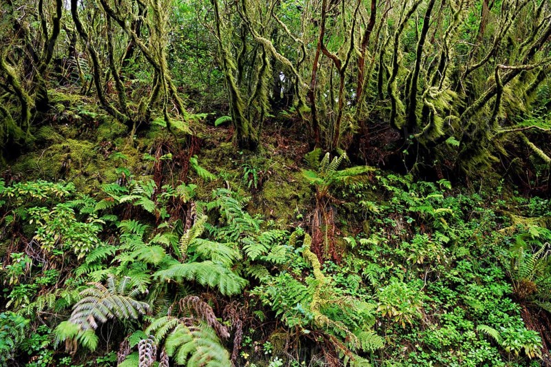 Laurel forest, cloud forest, Anaga Mountains, Tenerife, Canary Islands, Spain, Europe