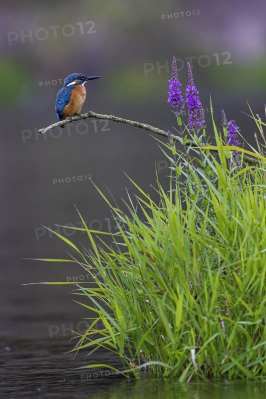 Common kingfisher (Alcedo atthis) Indicator for clean watercourses, juvenile bird, habitat, flying gem, common purple loosestrife (Lythrum salicaria), Middle Elbe River Landscape, Middle Elbe Biosphere Reserve, Saxony-Anhalt, Germany, Europe
