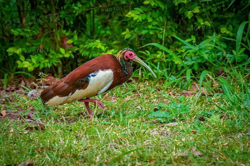 Crested ibis in the rainforests of Andasibe National Park in eastern Madagascar