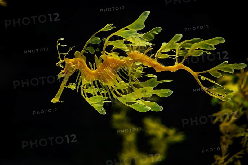 Leafy Seadragon Phycodurus eques or Glauert's seadragon marine fish underwater