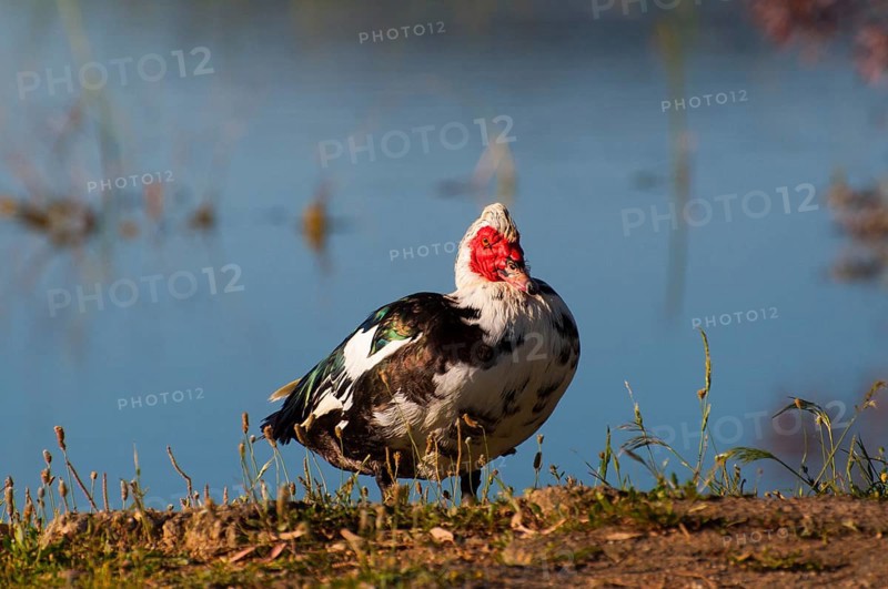 Duck standing on a lake shore with calm water and vegetative surroundings, Muscovy Duck, Muscovy Duck (Cairina moschata), Barbary Duck, Warty Duck, Spain, Europe