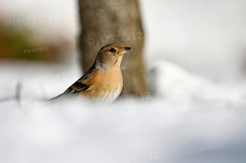 Brambling (Fringilla montifringilla), female, in the snow, winter feeding, Oberhausen, Ruhr area, North Rhine-Westphalia, Germany, Europe