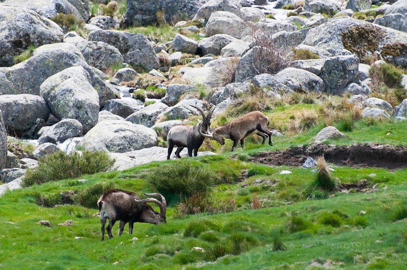 Two wild goats fighting side by side while another wild goat grazes, Gredos ibex (Capra pyrenaica victoriae), spanish ibex (Capra pyrenaica), Iberian ibex, Reserva national de Gredos, Sierra de Gredos, Ávila, Avila, Madrid, Spain, Europe