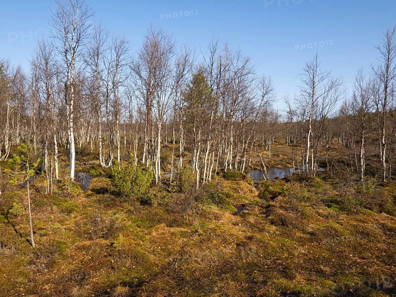 Bogland, with Pine (Pinus sylvestris), Juniper bushes (Juniperus communis) and Hairy Birch (Betula pubescens) trees, beside Pokka, May, Finnish Lapland