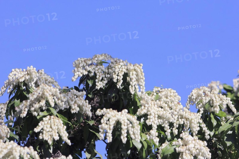Flowering japanese andromeda (Pieris japonica), North Rhine-Westphalia, Germany, Europe