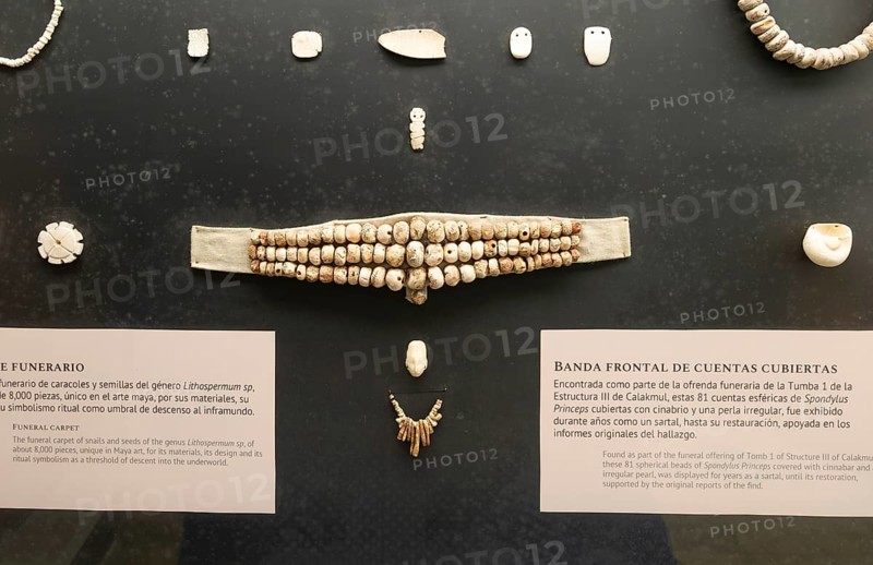 Spondylus Princeps shells funeral offering, Calakmul, Mayan archaeological museum, Fort San Jose, Campeche, Mexico, Central America
