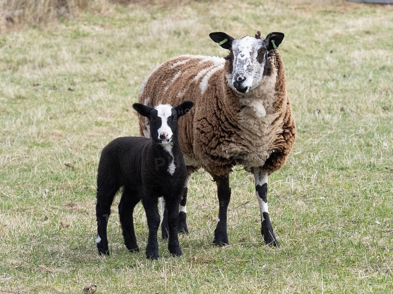 Sheep (Ovis aries), mother animal with lamb, with black and white woolly coat, standing on a pasture, island of Texel, Holland