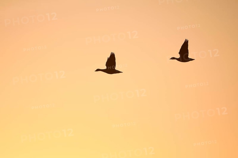 White-fronted goose (Anser albifrons), two geese in flight, at sunrise, morning sky, Dingdener Heide nature reserve, North Rhine-Westphalia, Germany, Europe