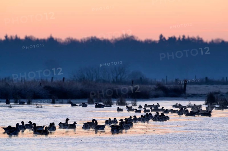 White-fronted Goose (Anser albifrons), at roost, in front of sunrise, dusk, morning, Dingdener Heide Nature Reserve, North Rhine-Westphalia, Germany, Europe