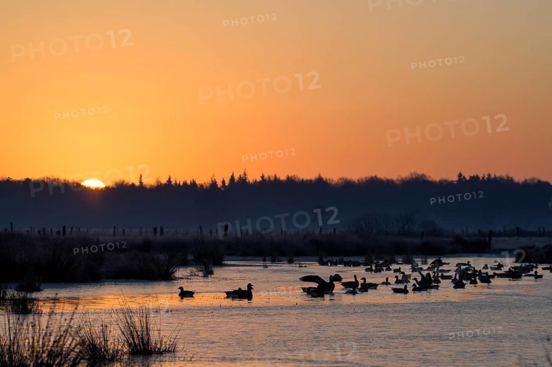 White-fronted Goose (Anser albifrons), at roost, at sunrise, dusk, morning, Dingdener Heide Nature Reserve, North Rhine-Westphalia, Germany, Europe