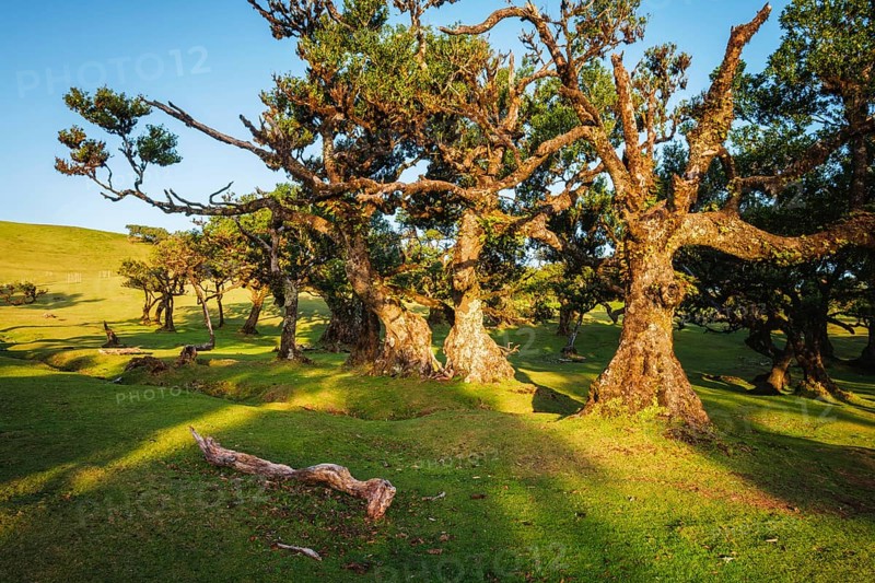 Centuries-old til trees in fantastic magical idyllic Fanal Laurisilva forest on sunset. Madeira island, Portugal, Europe