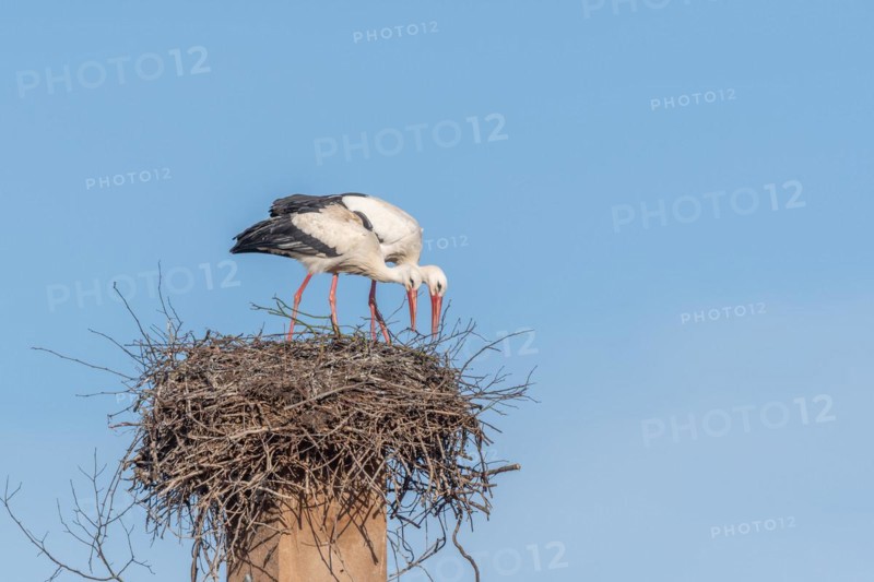 Pair of white stork (ciconia ciconia) building their nest in spring. Bas Rhin, Alsace, France, Europe