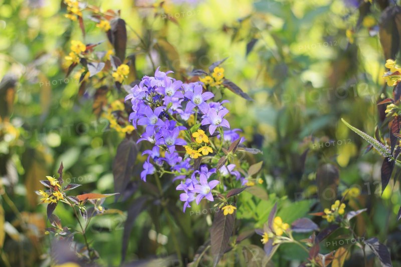 Bellflower (Campanula) and bronze field fenugreek (Lysimachia ciliata 'Firecracker'), North Rhine-Westphalia, Germany, Europe