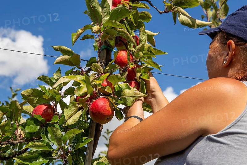 Apple harvest in Meckenheim/Pfalz. Harvest workers from Bleichhof in Meckenheim harvesting Weirouge apples