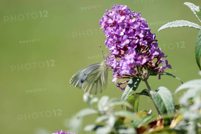 Green-veined white (Pieris napi), butterfly, summer lilac, nectar, The green veined white butterfly sucks nectar from the blossom of the summer lilac