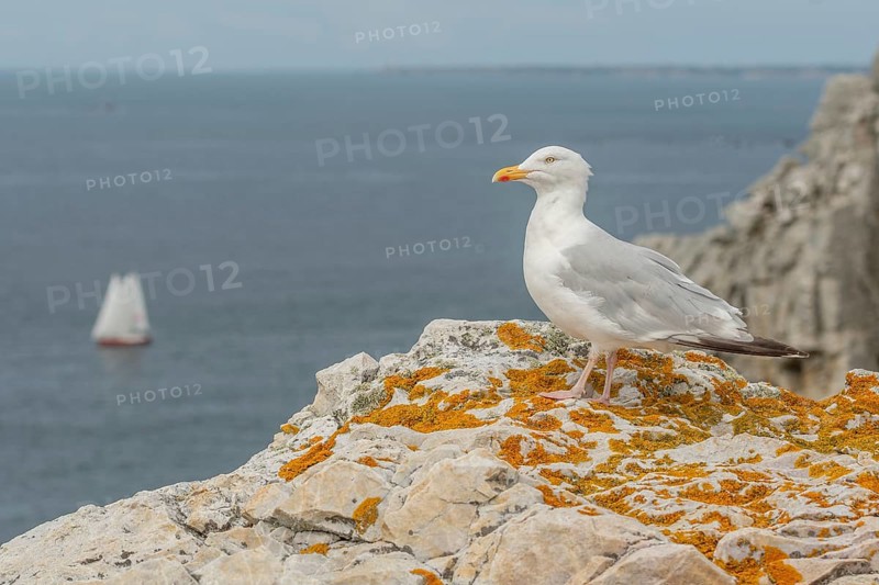 Herring gull (Larus argentatus) resting on a rock. Camaret, crozon, finistere, brittany, France, Europe