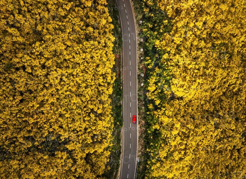 Aerial view of road with red car among yellow Cytisus blooming shrubs near Pico do Arieiro, Portugal, Europe