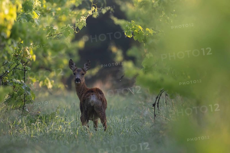 Doe in summer, leaf time, Wittlich, Rhineland-Palatinate, Germany, Europe