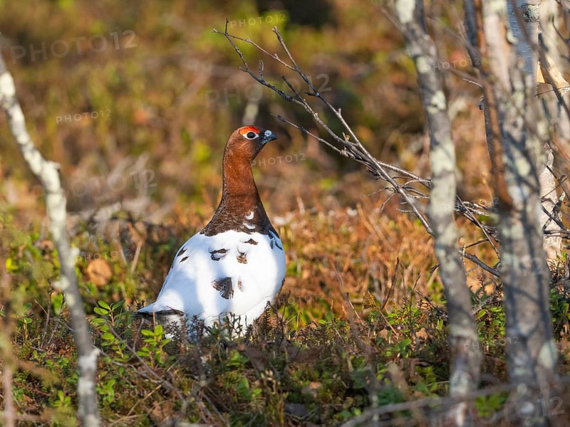 Willow ptarmigan (Lagopus lagopus) male, in summer plumage, calling, at edge of a wood, May, Finnish Lapland