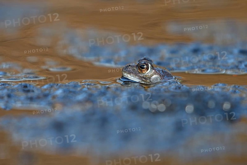 Grass frog (Rana temporaria), single male, in spawning water, in frog spawn, during mating season, Bottrop, Ruhr area, North Rhine-Westphalia, Germany, Europe