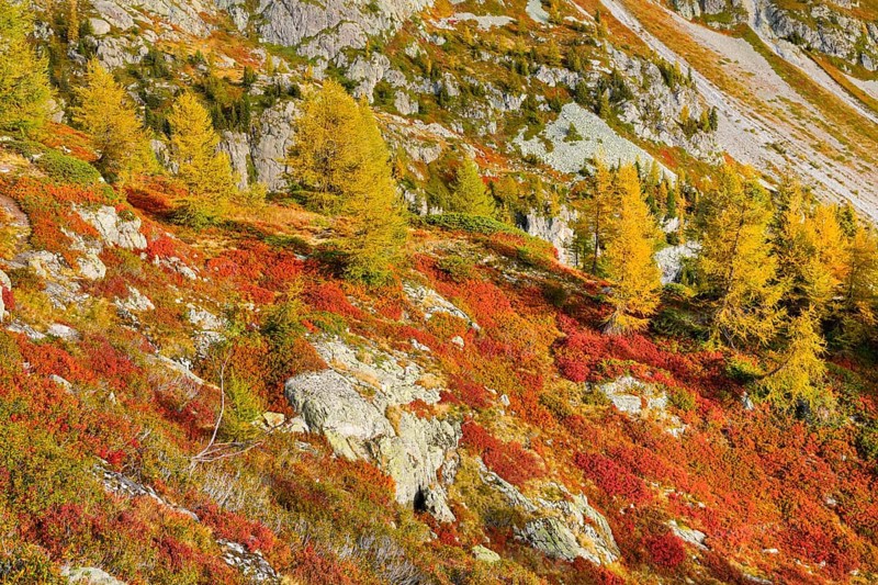 Autumn-coloured vegetation in the Val d'Hérens in the Valais Alps, Canton Valais, Switzerland, Europe