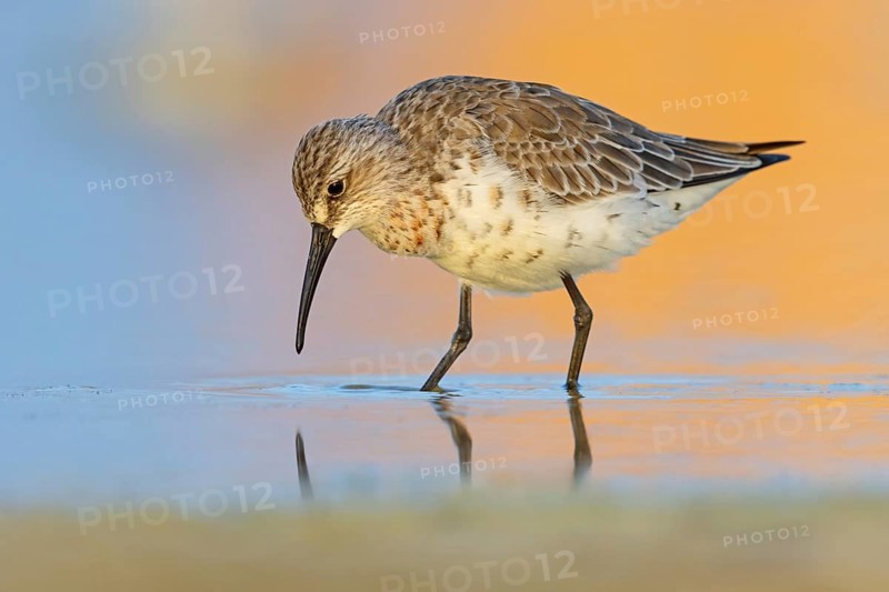 Curlew sandpiper (Calidris ferruginea), snipe family, East Khawr / Khawr Ad Dahariz, Salalah, Dhofar, Oman, Asia