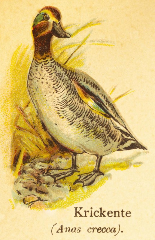 Eurasian teal (Anas crecca) or quail duck (Anas crecca carolinensis), World of Birds, historical illustration 1890