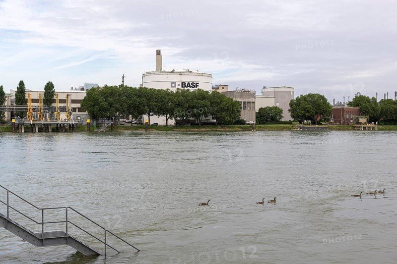 BASF, Lugwigshafen on the Rhine, industrial area, landing stage, stairs, Kanda geese, Mannheim, Baden-Württemberg, Germany, Europe