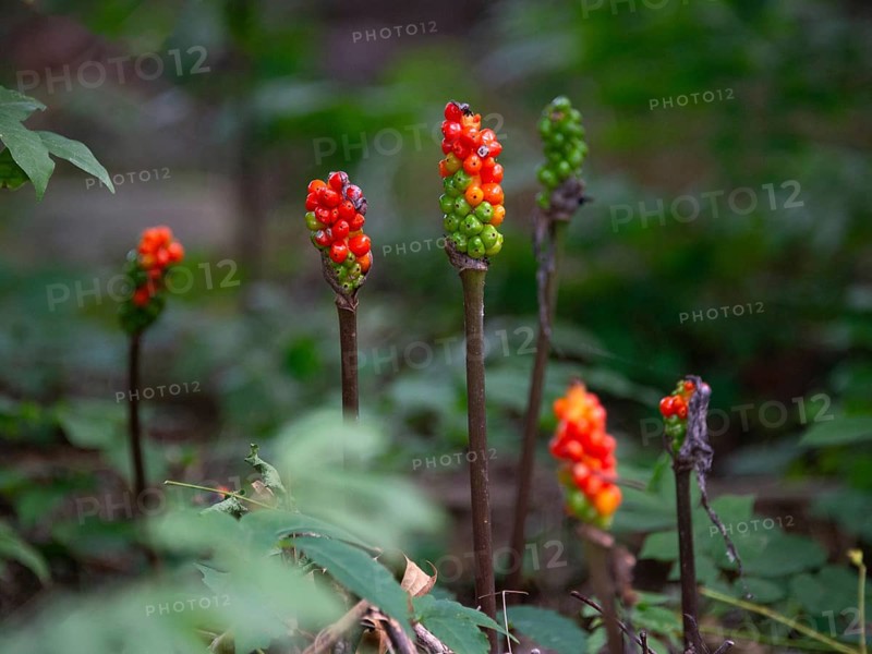 Fruit clusters of the arum (Arum) with ripe and unripe fruits, seen in a nature reserve in Buenos Aires, Argentina, South America
