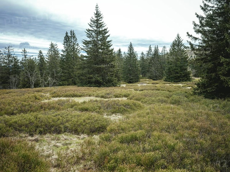 Schachten between Heugstatt and Gentiana bavarica, Bavarian Forest, Bavaria, Germany, Europe