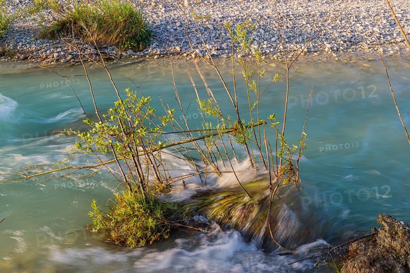 Isar valley nature conservancy area. The wild Isar river flows through its gravel bed past driftwood and entrained trees and bushes . Early morning