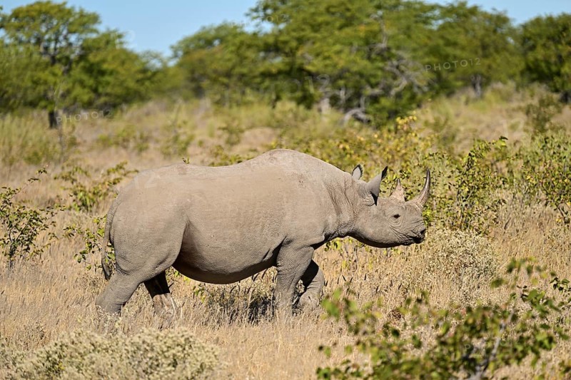 Black rhinoceros (Diceros bicornis) walking through the thorn savannah, Etosha National Park, Namibia, Africa