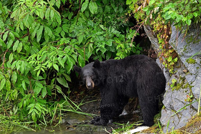American Black Bear (Ursus americanus) at the edge of the forest, rainforest, Prince William Sound